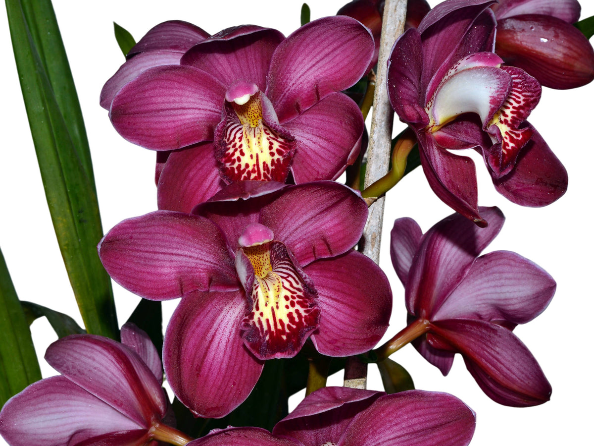 *熱帯植物　リュウビンタイモドキ　P. squamosa Pulau Yapen 2025 Three of Kunzo's favorites! 1 Ptisana squamosa Native to the