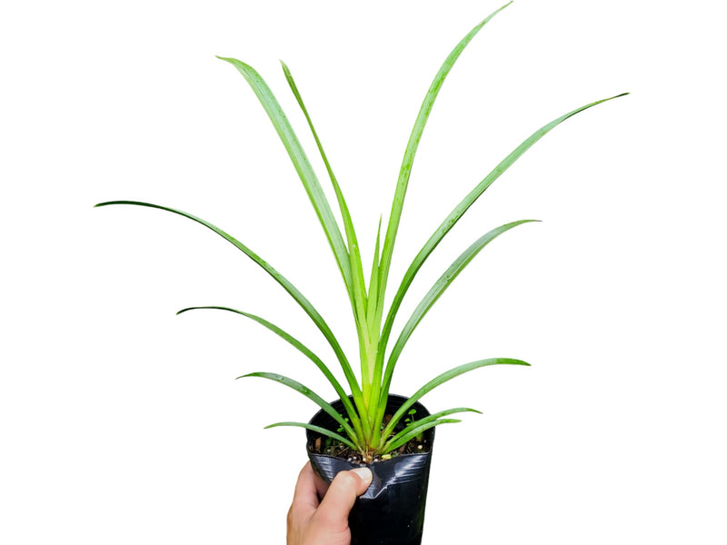 Cymbidium Kerta x Terama Warton x Pinata Liplocked (medium)