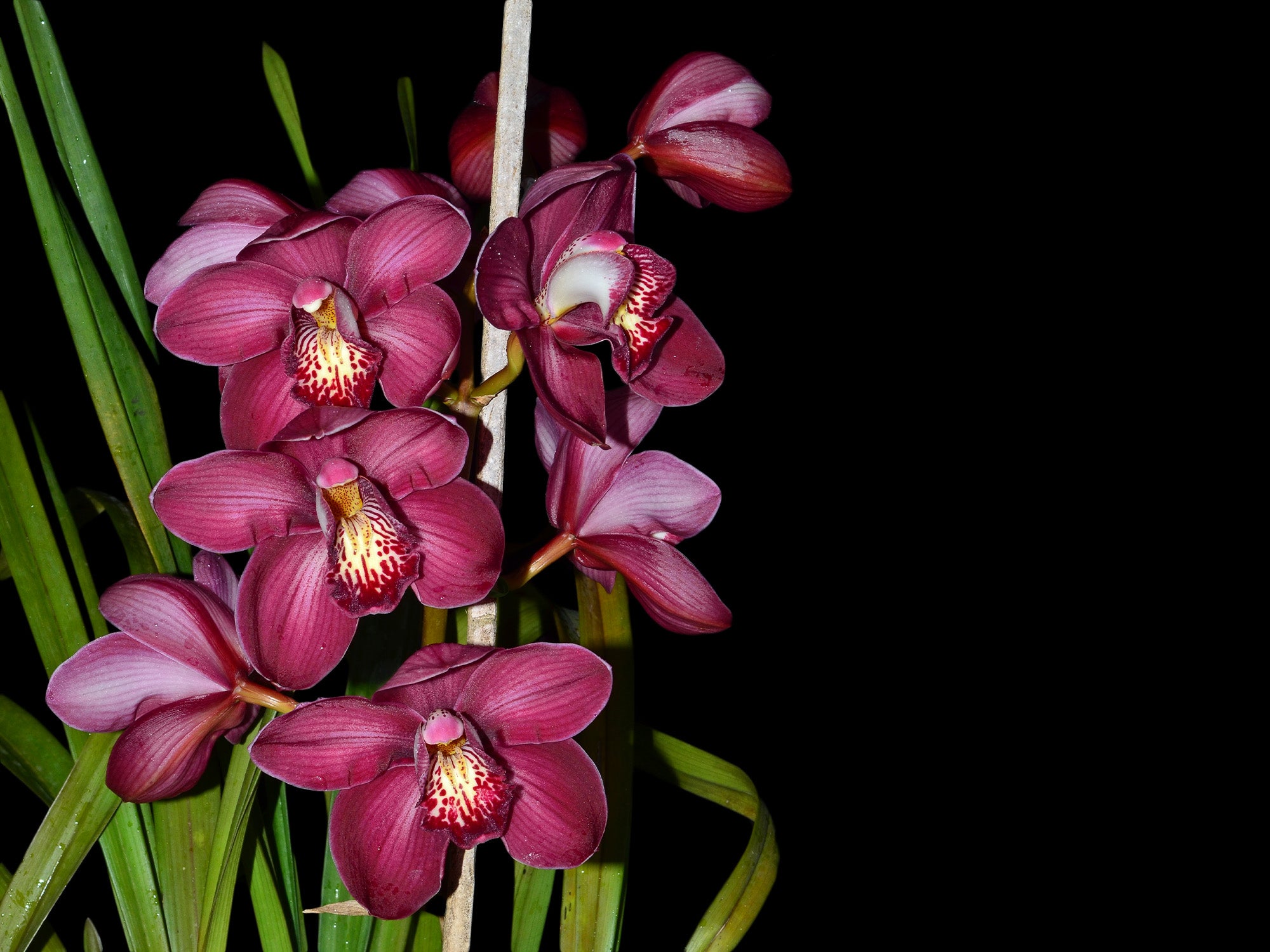 Cymbidium Kerta x Terama Warton x Pinata Liplocked (medium