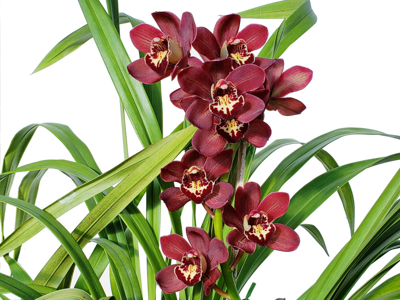 Cymbidium Kevin Royale (medium)
