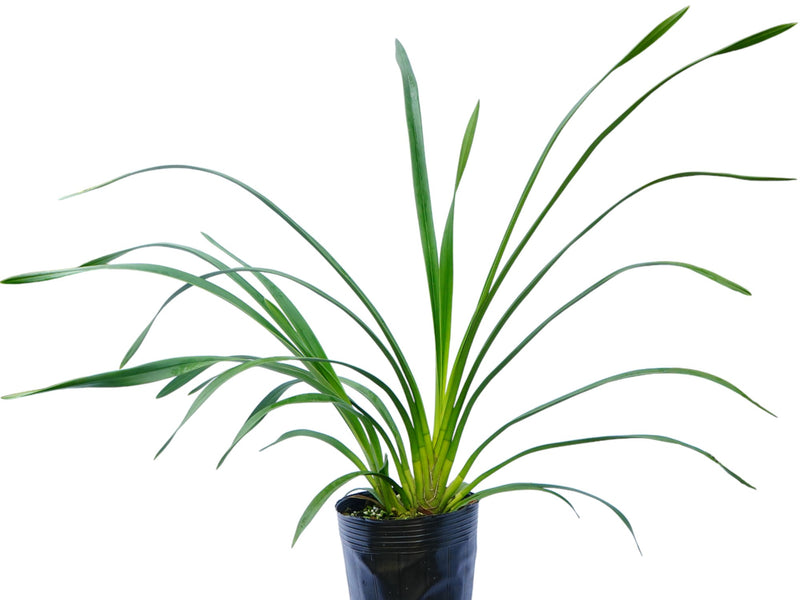 Cymbidium Khan Flame Cab Sav x Dealth Wish Dark Desire # 1 h00280 (medium)