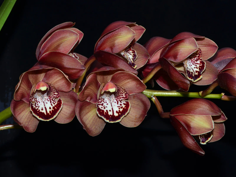 Cymbidium Khan Flame 'Molla' (medium)