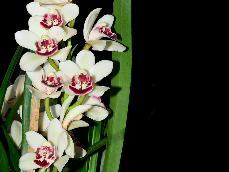 Cymbidium Khan Flame 'Shewa'