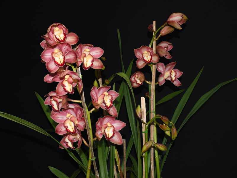Cymbidium Khan Flame 'Shewa'