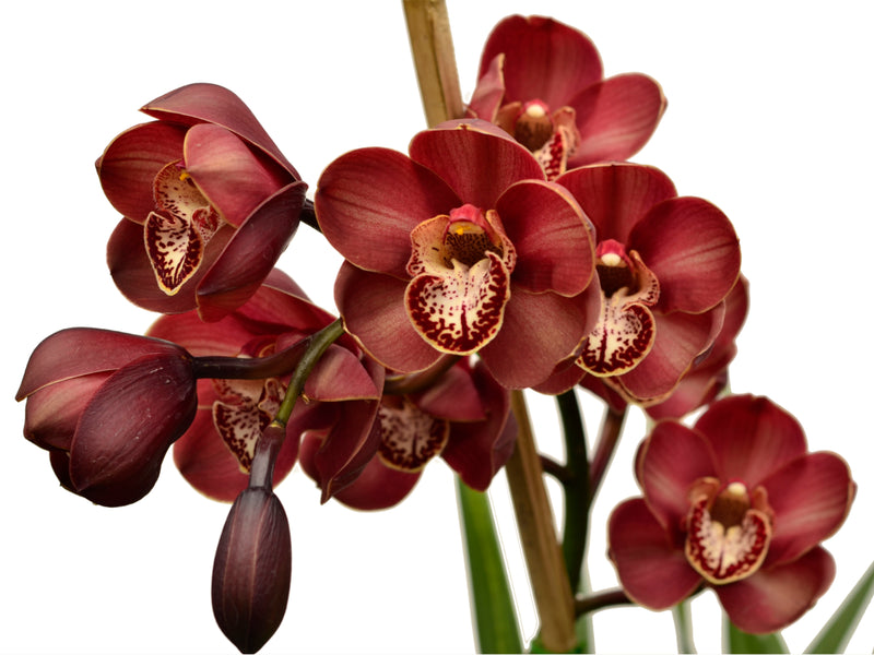 Cymbidium Khan Flame 'Lucifer'