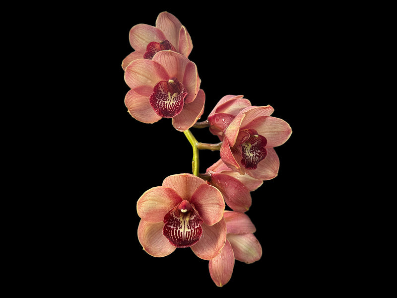 Cymbidium Kimberley Pass 'Victoria'