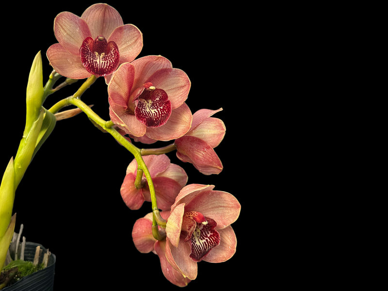 Cymbidium Kimberley Pass 'Victoria'