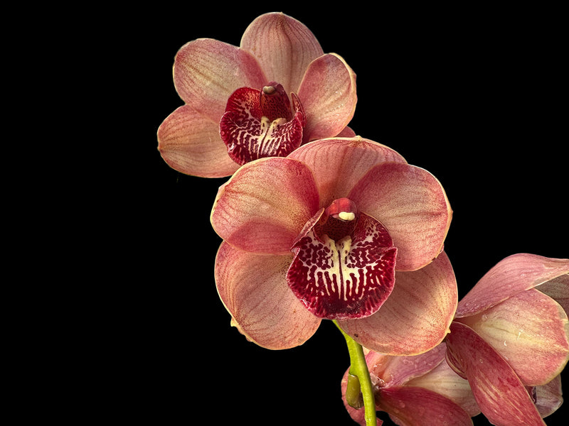 Cymbidium Kimberley Pass 'Victoria'