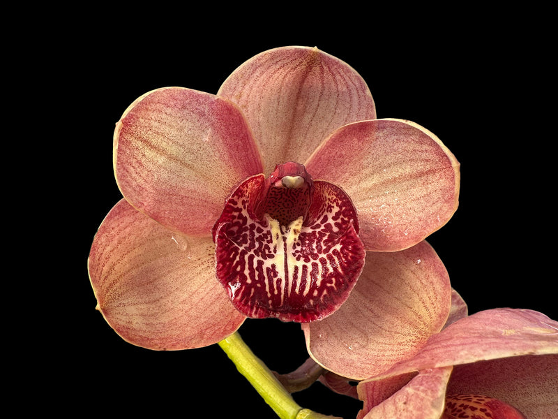 Cymbidium Kimberley Pass 'Victoria'