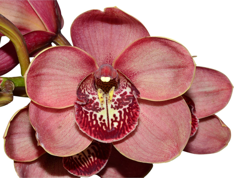 Cymbidium Kimberley Pass 'Victoria' (medium)