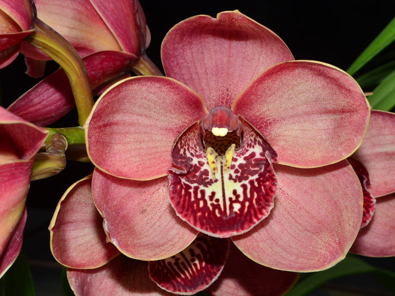 Cymbidium Kimberley Pass 'Victoria'