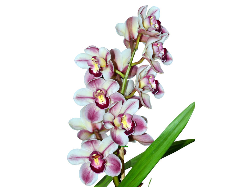 Cymbidium Kimberley Splash 'Te pee' (medium)