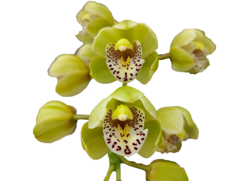 Cymbidium Kimberley Valley 'kununurra Mini'