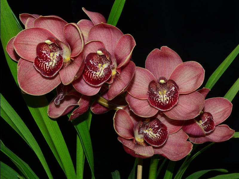 Cymbidium Kimberley Pass 'Victoria' (medium)