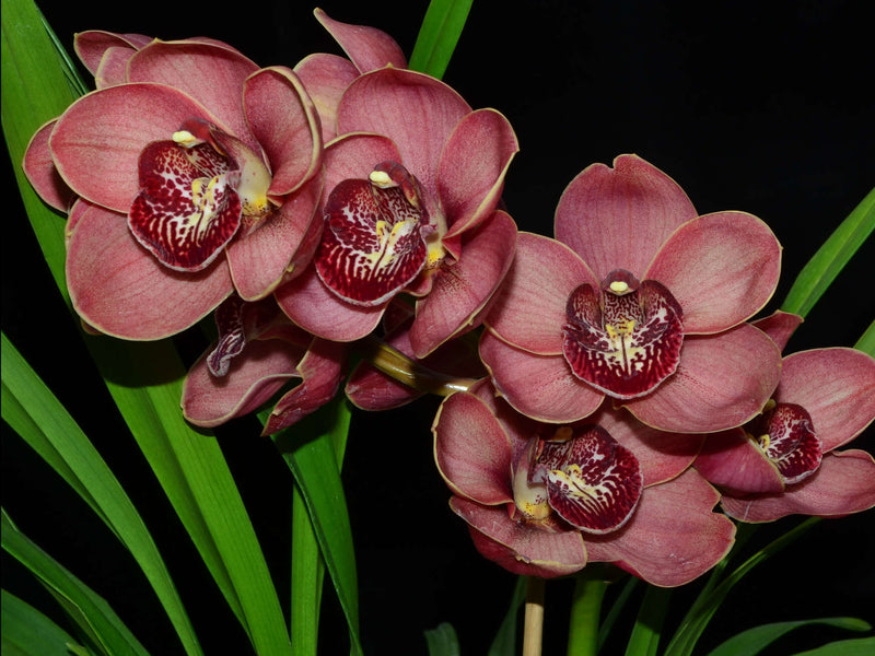 Cymbidium Kimberley Pass 'Victoria'