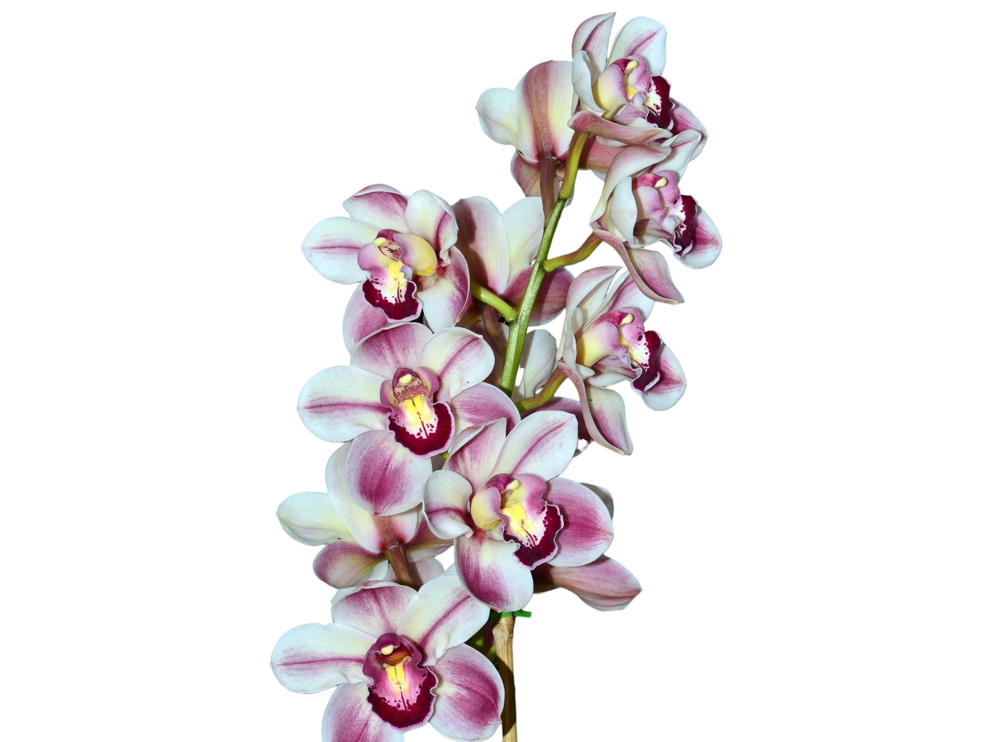 Cymbidium Kimberley Splash 'Te pee'