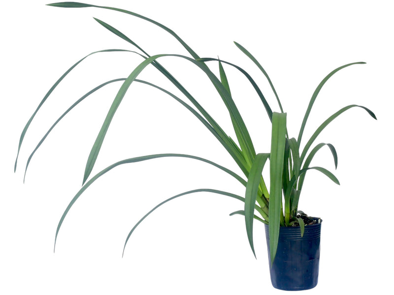 Cymbidium Kiwi Midnight 'Geyserland' (medium)