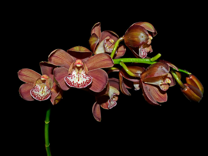 Cymbidium Klam Flame Cah Saw x Cymb. Dath wish Dark Disiere # 1