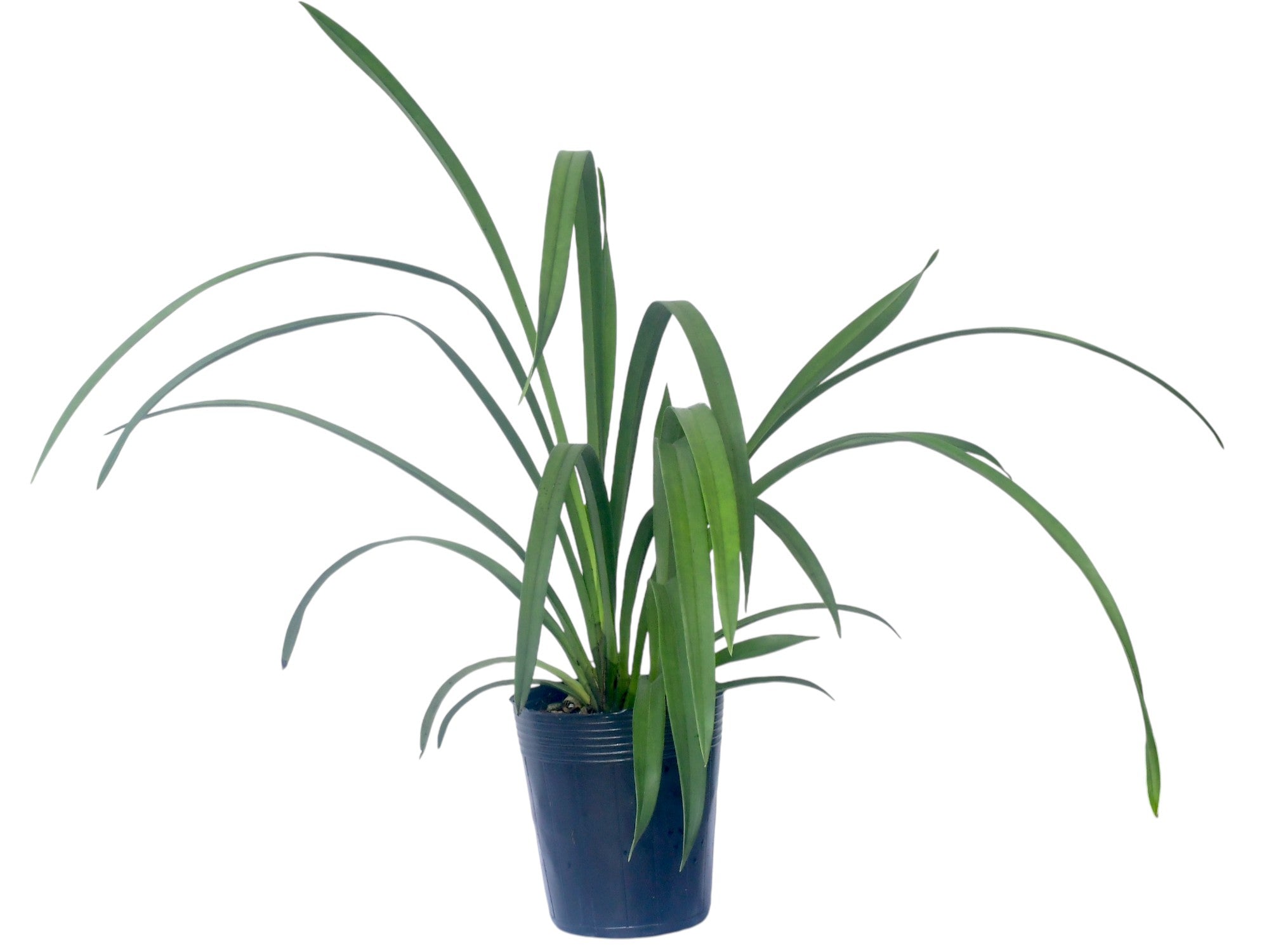 Cymbidium Kurralta Park 'Tennyson' (medium)