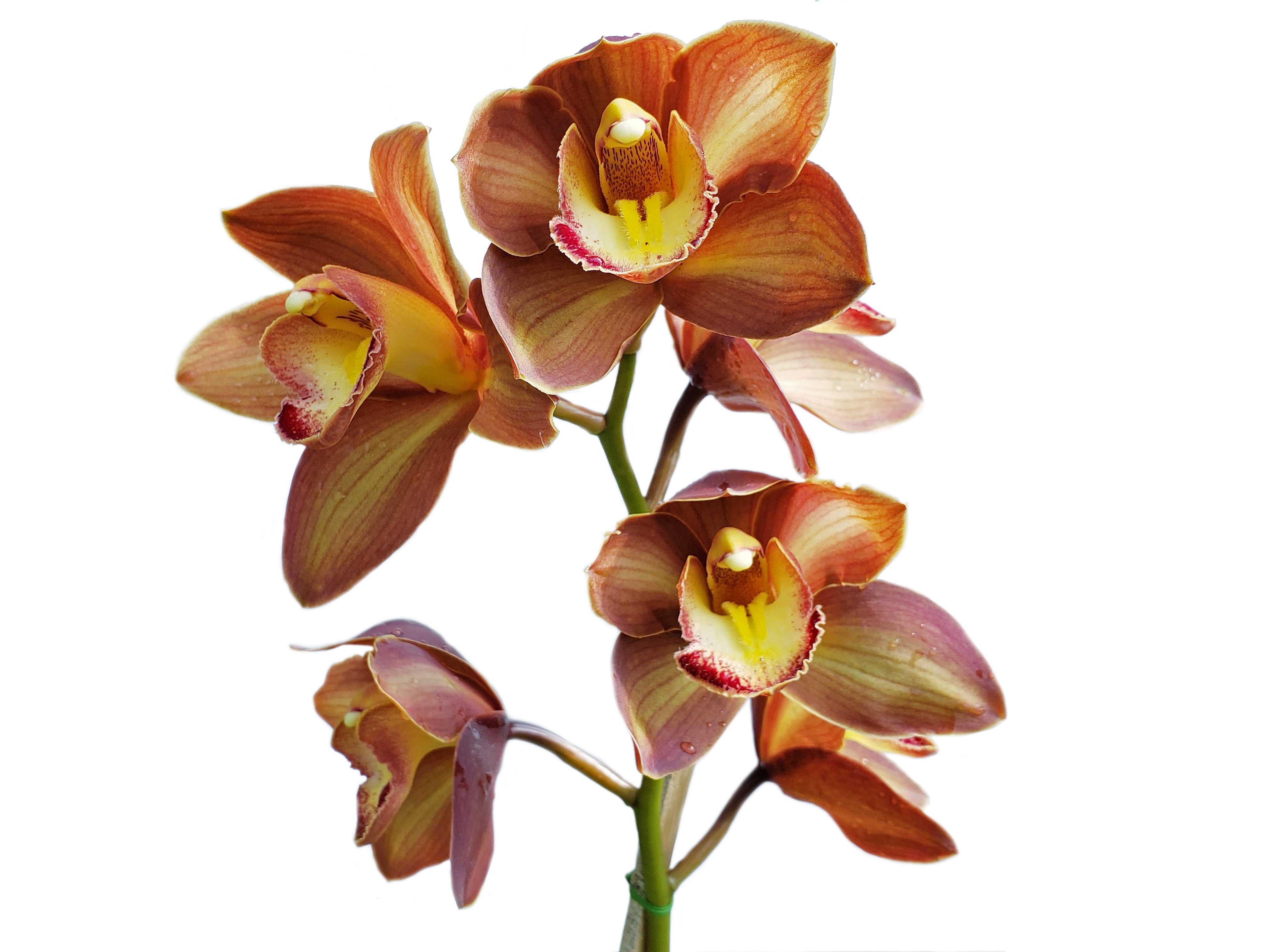 Cymbidium La Rayada