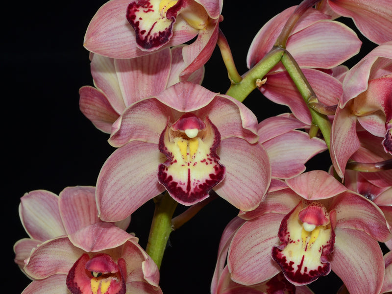 Cymbidium La Rayada