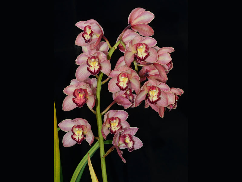 Cymbidium La Rayada