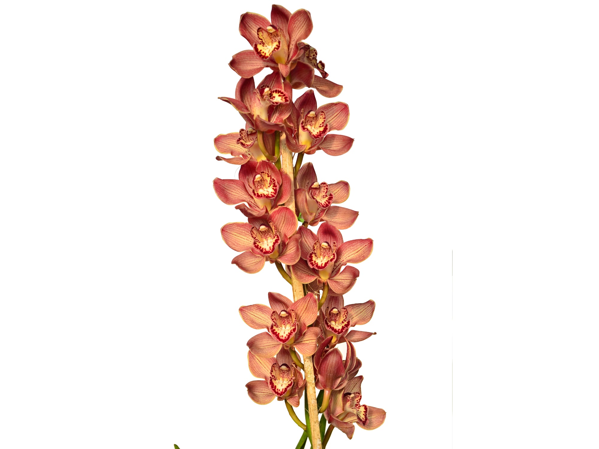 Cymbidium Lacre yellow lip # 1