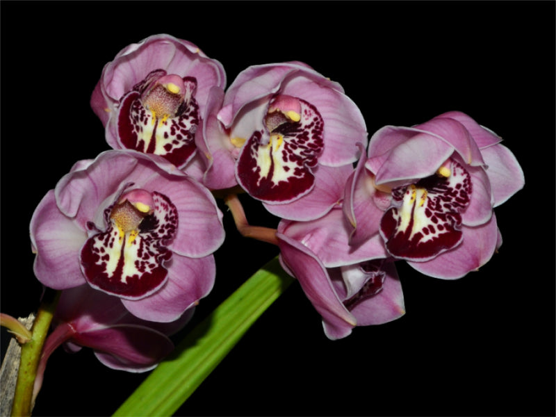 Cymbidium Lava Volcanica