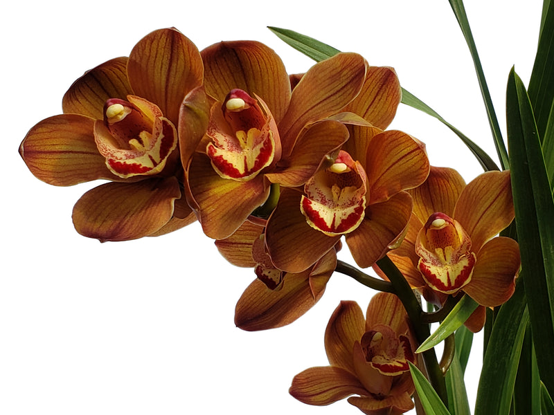 Cymbidium Leopard Ec
