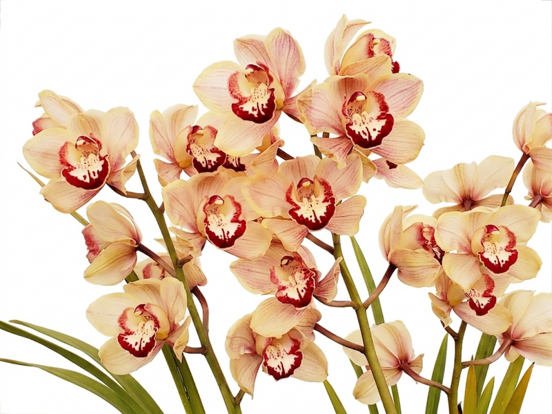 Cymbidium Linda Pautena (medium)