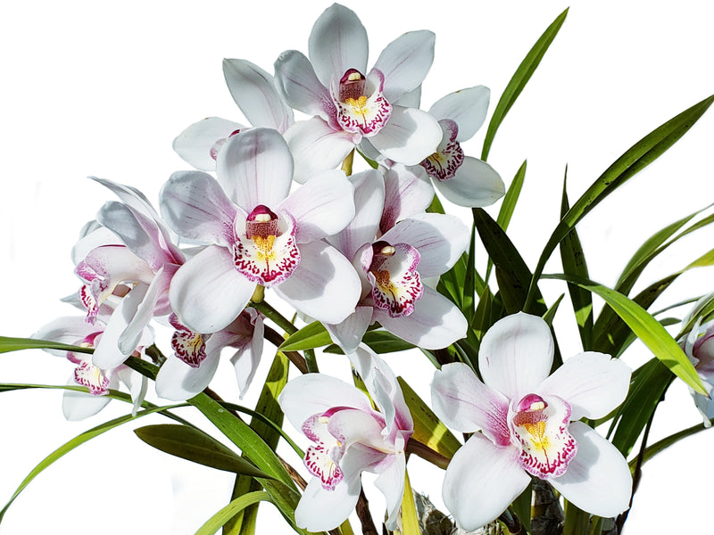 Cymbidium Lisa Rose 'Flamingo'