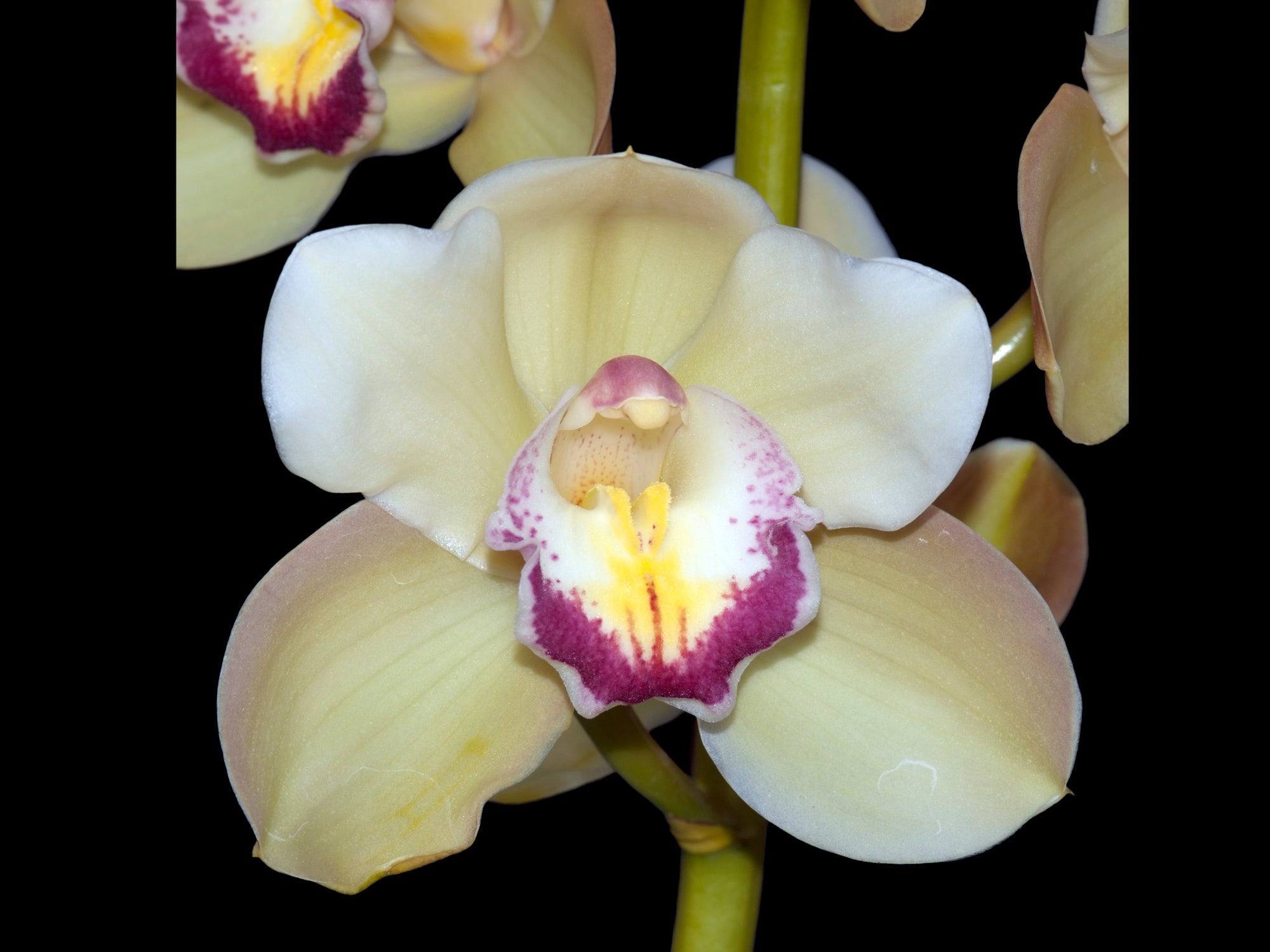 Cymbidium Lumines