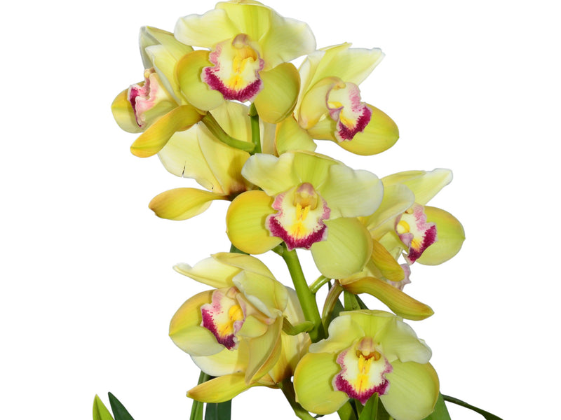 Cymbidium Lumines (medium)