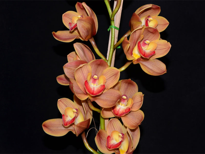 Cymbidium Lunar Wall x Cymbidium Viva Las Vegas
