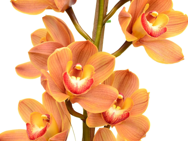 Cymbidium Lunar Wall x Cymbidium Viva Las Vegas