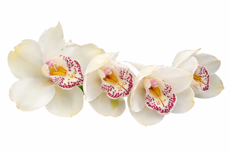 Cymbidium Maclures Quest 'Star Quest' x Kimberly Valley 'Malibu' (medium)