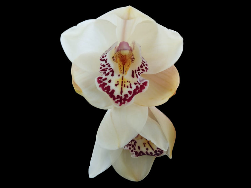 Cymbidium Maclures Quest 'Star Quest' x Kimberly Valley 'Malibu'