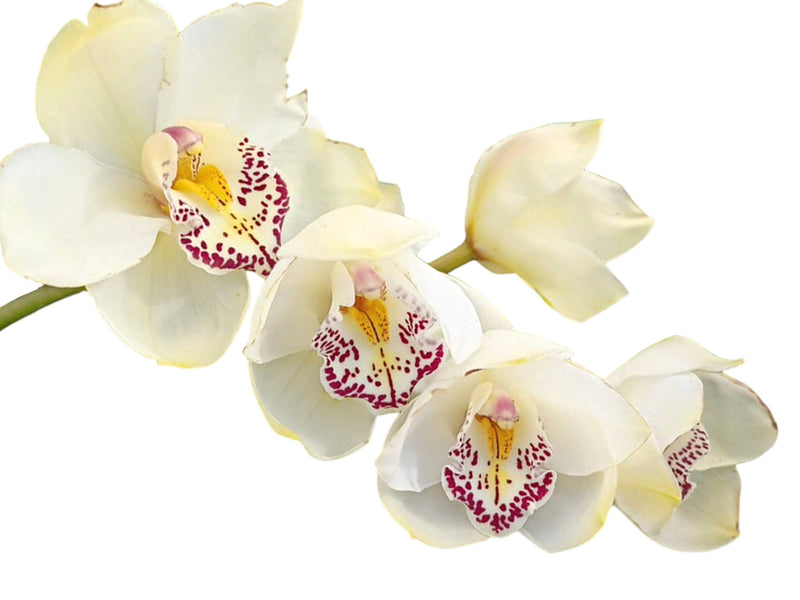 Cymbidium Maclures Quest x Marilyn Srarpe