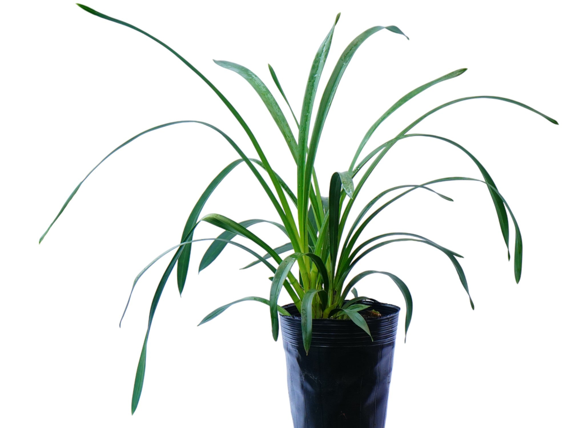 Cymbidium Manzanita Luz (medium)