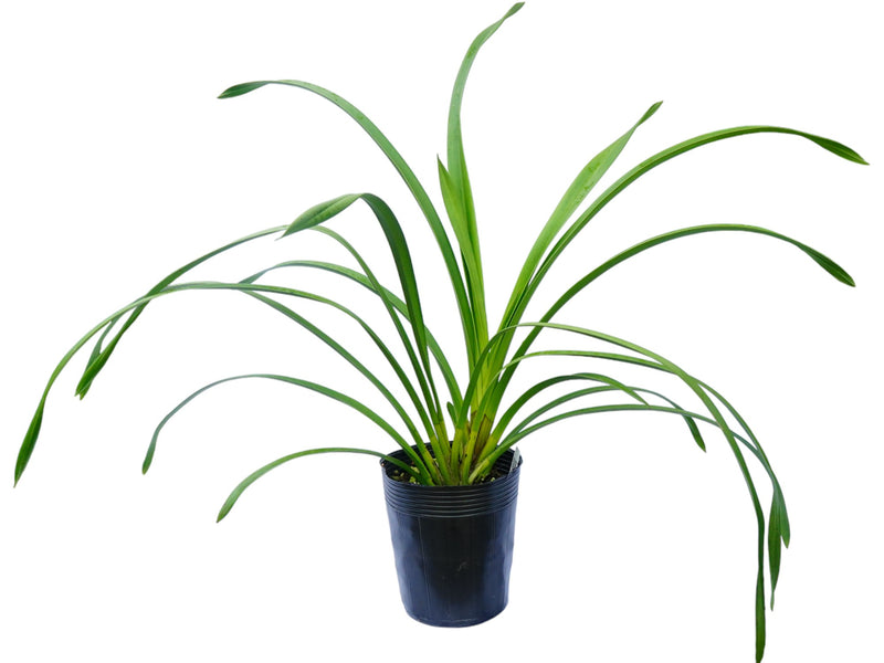 Cymbidium Mighty Sunset (medium)