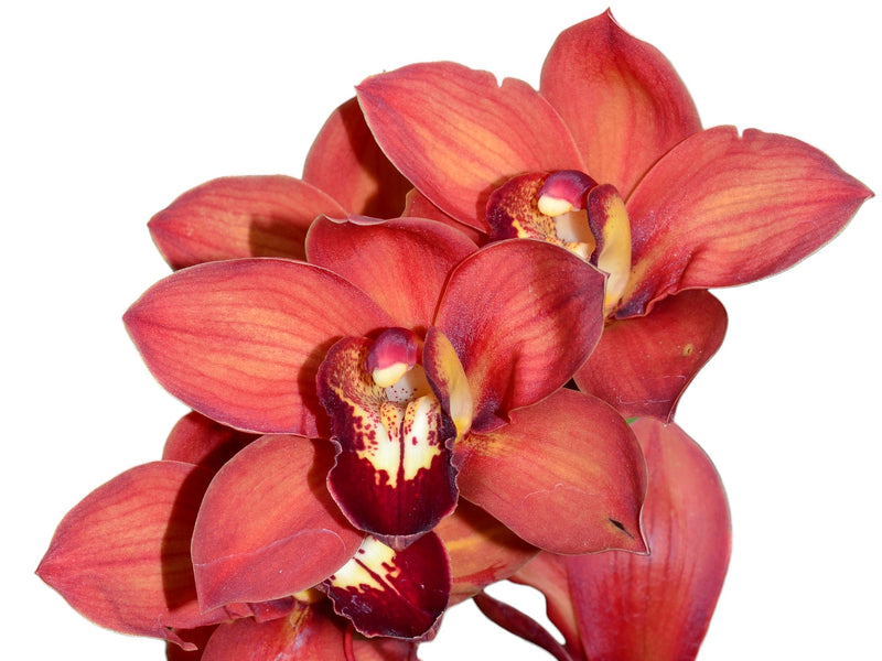 Cymbidium Mighty Sunset (medium)