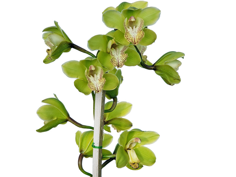 Cymbidium Miguel 24 Verde