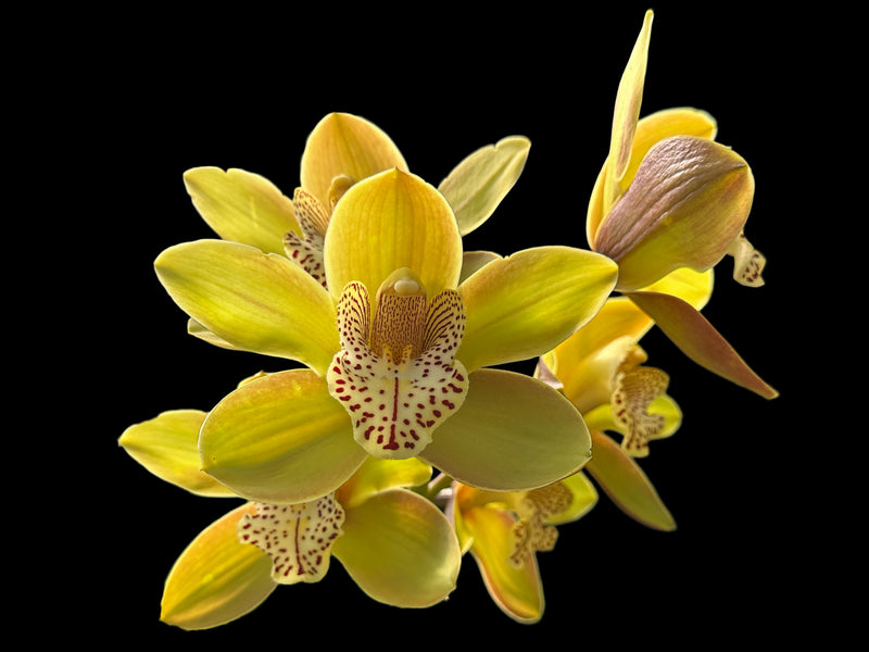 Cymbidium Miretta Glory x Baltic Honey Solano Beach