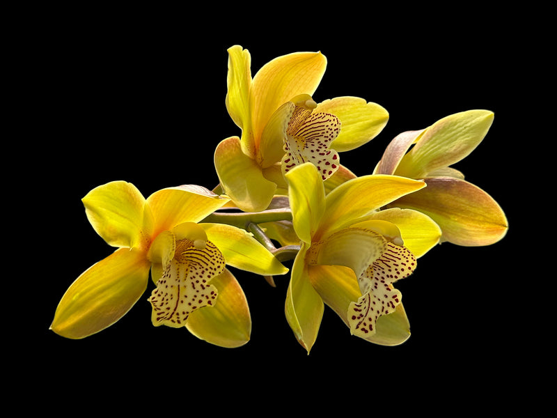 Cymbidium Miretta Glory x Baltic Honey Solano Beach