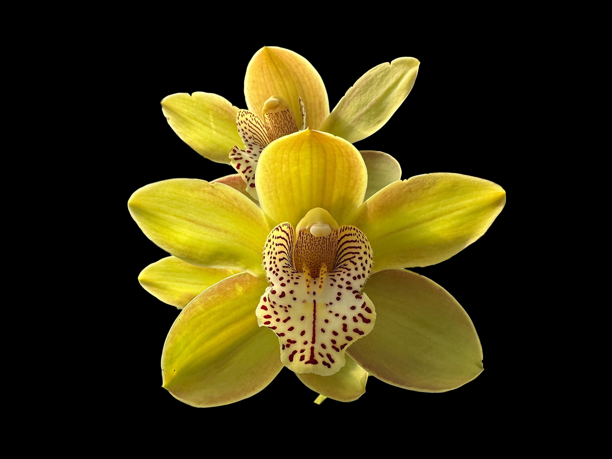 Cymbidium Miretta Glory x Baltic Honey Solano Beach — Ecuagenera Orquídeas  del Ecuador