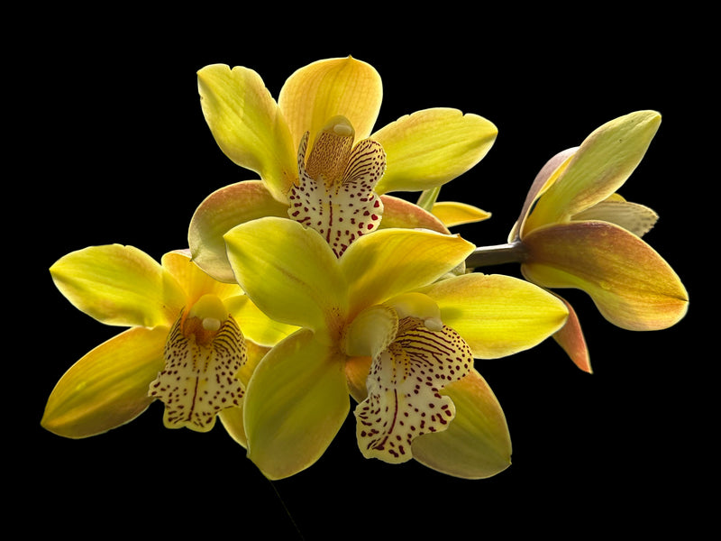 Cymbidium Miretta Glory x Baltic Honey Solano Beach