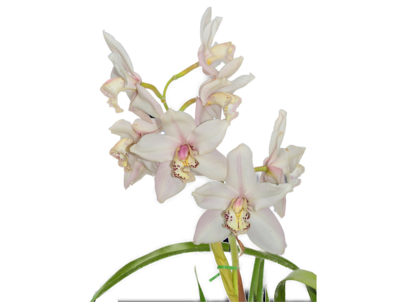Cymbidium Nevado Lindo h00205