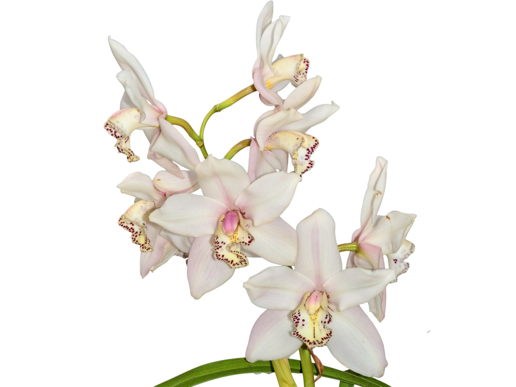 Cymbidium Nevado Lindo h00205 (medium)