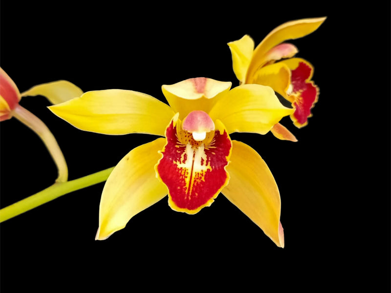 Cymbidium Nikole yellow 3