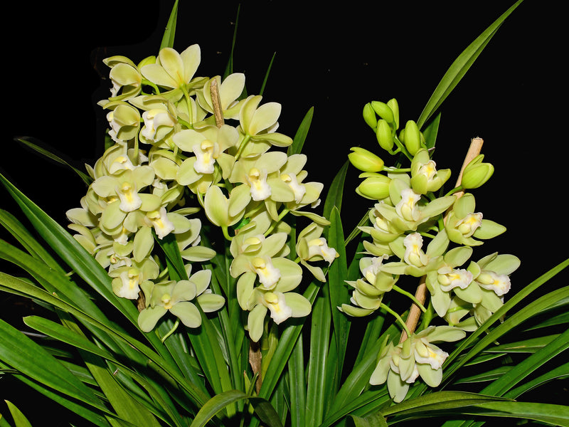 Cymbidium November Child 'Liz' (medium)